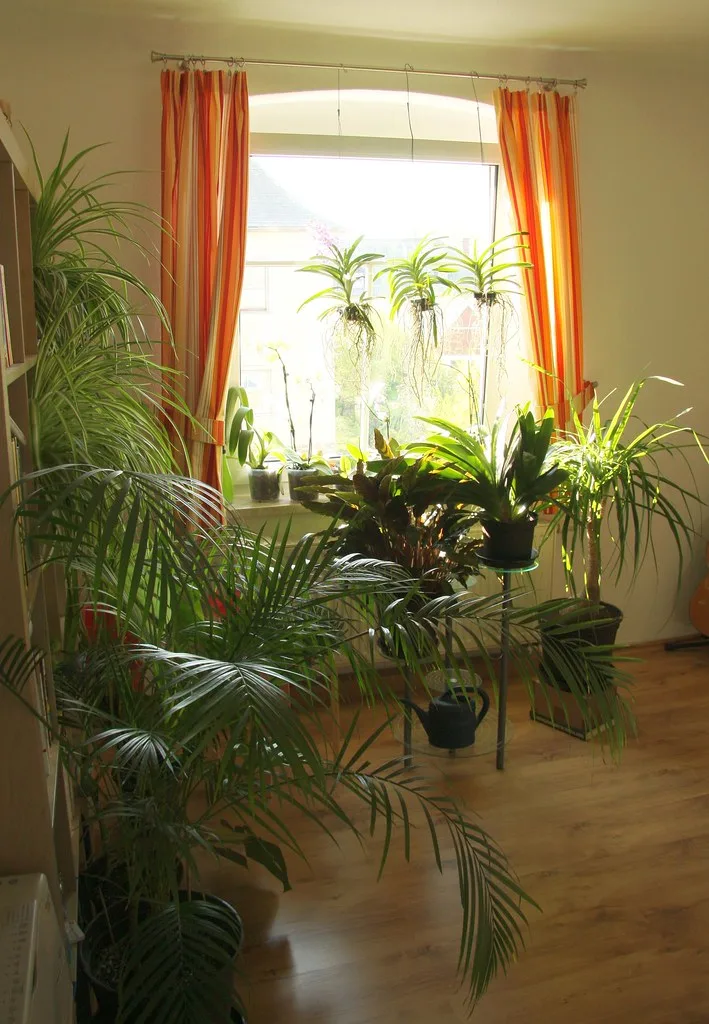 Ventilator, luchtvochtigheid en kamerplanten: wat een luchtstroom met bladeren doet